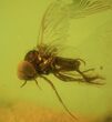 Detailed Fossil Fly (Simuliidae) In Baltic Amber #50641-2